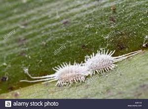 uploads/images/pest/tailed mealy bug.jpg